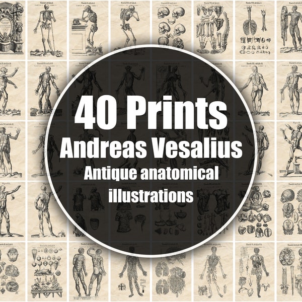 Rare Antique Anatomy Prints by Andreas Vesalius - Digital Download