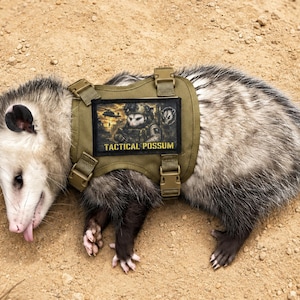 May include: An olive green tactical harness worn by a gray and white opossum. The harness features a rectangular patch with a graphic of a helmeted opossum, a helicopter, and the text TACTICAL POSSUM in yellow letters on a black background.