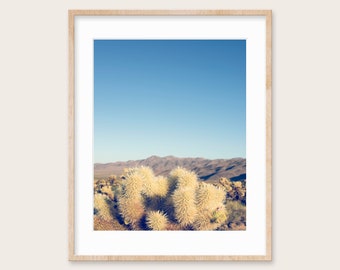 Cholla Cactus Garden 3