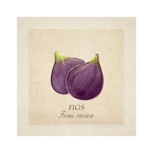water color figs print, fruits print, kitchen print, kitchen decor, botanicat art, vintage decoration