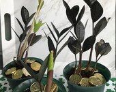 BLACK RAVEN ZZ live plant rare flo 39 grown