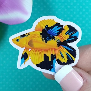 2in Betta Fish Sticker Black & Yellow Doubletail, Vinyl Sticker, Betta Fish Gift, Betta Fish Lover, Water Bottle Sticker, Hydroflask, Decal