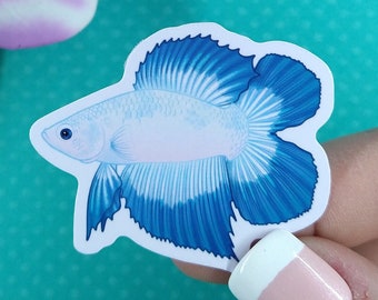 2in Betta Fish Sticker Blue RIm Doubletail, Vinyl Sticker, Betta Fish Gift, Betta Fish Lover, Water Bottle Sticker, Hydroflask, Laptop Decal