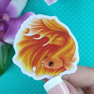 2in Betta Fish Sticker Orange Halfmoon, Vinyl Sticker, Betta Fish Gift, Betta Fish Lover, Pet Gift, Water Bottle Sticker, Hydroflask, Decal
