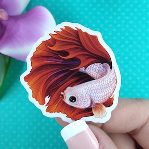 2in Betta Fish Sticker Red Dragon Halfmoon, Vinyl Sticker, Betta Fish Gift, Betta Fish Lover, Water Bottle Sticker, Hydroflask, Decal