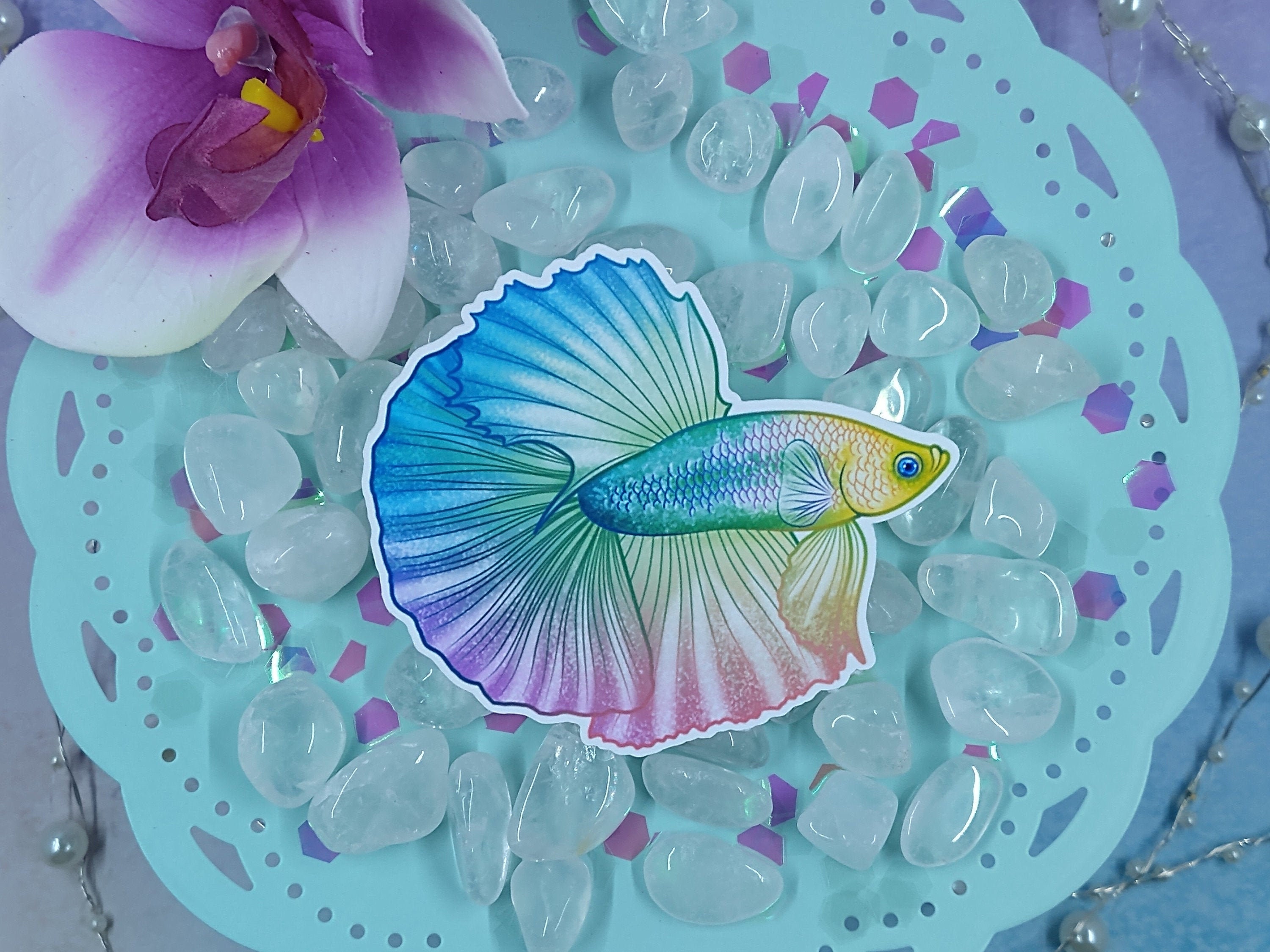 Rainbow betta cheap fish