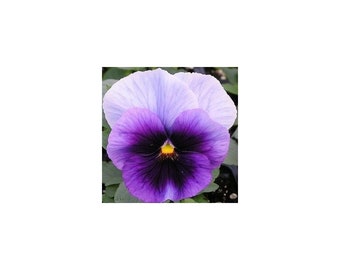 100 graines Viola Hiemalis Hiver Fleurs Pensée