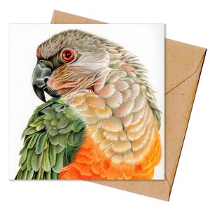 carte de correspondance | Perroquet à ventre roux | 5,5 x 5,5 po.
