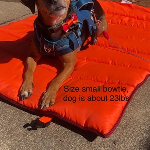 Op de afbeelding: Een bruine hond met een blauw harnas en een kleine vlinderdas, rustend op een oranje hondenbed. De hond weegt ongeveer 10,4 kg.