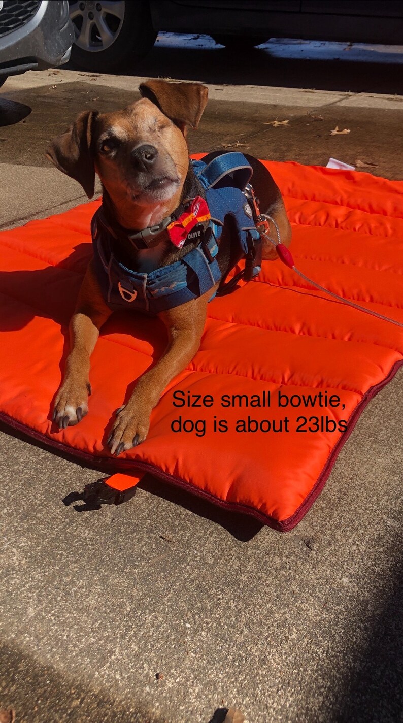 Op de afbeelding: Een bruine hond met een blauw harnas en een kleine vlinderdas, rustend op een oranje hondenbed. De hond weegt ongeveer 10,4 kg.