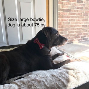Op de afbeelding: Een bruine hond met een rode vlinderdas, rustend op een zacht hondenbed. De hond weegt ongeveer 34 kg. De hond staat bij een raam met zonlicht. De tekst in de afbeelding luidt "Size large bowtie, dog is about 75lbs."