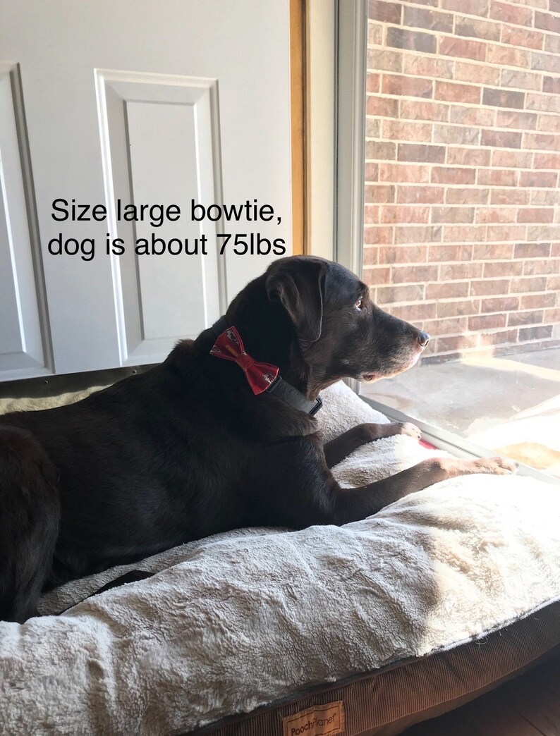 Op de afbeelding: Een bruine hond met een rode vlinderdas, rustend op een zacht hondenbed. De hond weegt ongeveer 34 kg. De hond staat bij een raam met zonlicht. De tekst in de afbeelding luidt "Size large bowtie, dog is about 75lbs."