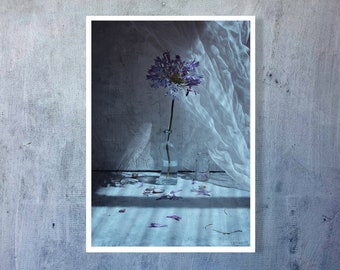 Agapanthus photography, Still life Agapanthus, Flower Printable Photo Art, Instant Download, Modern Home Decor, Kitchen Flower Wall Art