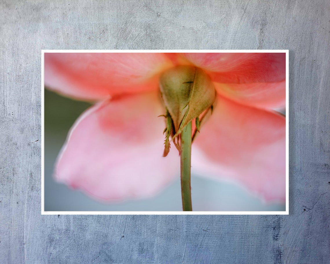 Pink Wall Art Print Rose Wall Art Floral Room Decor Digital | Etsy