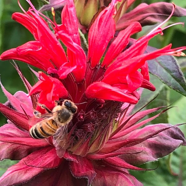 Semi di balsamo di ape scarlatta- Schiarito a mano, erba perenne, Monarda Didyma, semi di fiori di erbe di tè, Melisse d'oro, bergamotto, balsamo di ape rossa - 10+ semi