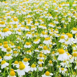 May include: A field of white and yellow chamomile flowers in bloom. The flowers are in full bloom and the field is lush and green.
