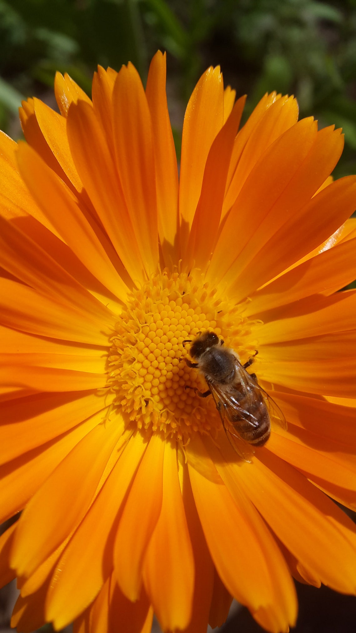 Dried Calendula Flowershand Picked Flower,healing Herb,candle,soap, Bath Bomb,herbal Bath