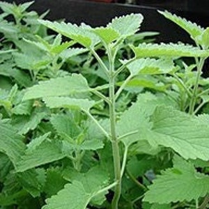 Catnip Herb Tea | Catmint | Nepeta cataria | Catswort | 10g/0.35 oz