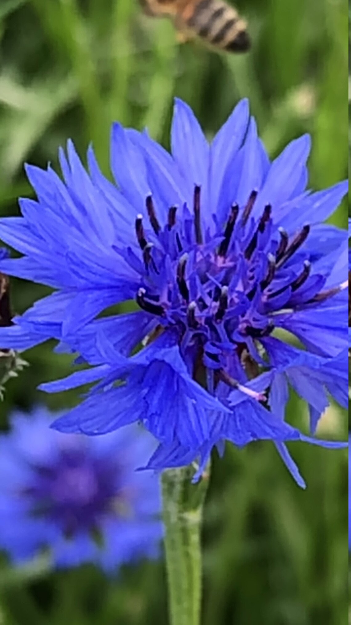 Blue Cornflower Petals Hand picked Flower High Etsy