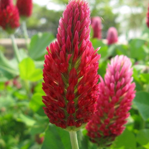 Red Crimson Clover | Attracts Pollinators | Vibrant ground cover | Nitrogen Fixer | (Trifolium incarnatum)