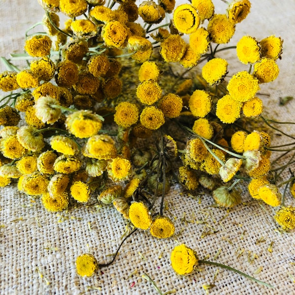 Dried Tansy flowers  I  Small yellow wildflower I Tiny yellow flower I Tanacetum vulgare I Natural plant (10 g/ 0.352 oz)