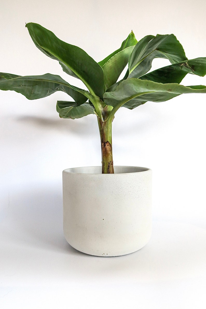 Fioriere in cemento extra large Vaso per piante in cemento minimalista Involucro in cemento pentola immagine 4