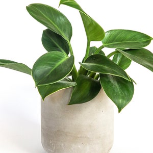 Extra Large Concrete Planters Minimalistic concrete plant pot Concrete casing pot Basic gray