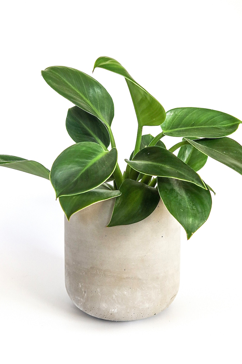 Fioriere in cemento extra large Vaso per piante in cemento minimalista Involucro in cemento pentola Basic gray