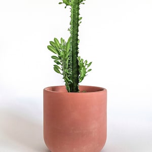 Extra Large Concrete Planters Minimalistic concrete plant pot Concrete casing pot Powder pink