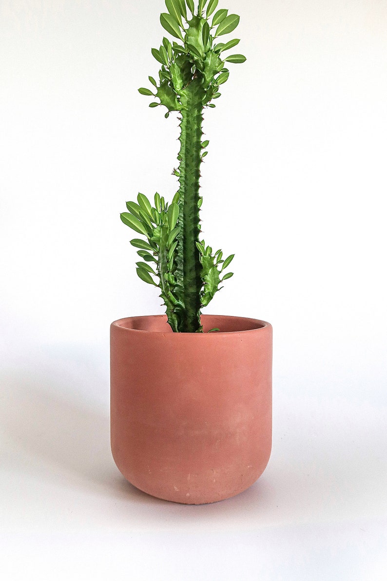 Extra Large Concrete Planters Minimalistic concrete plant pot Concrete casing pot Powder pink