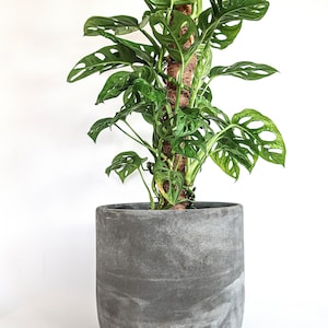 Fioriere in cemento extra large Vaso per piante in cemento minimalista Involucro in cemento pentola Black