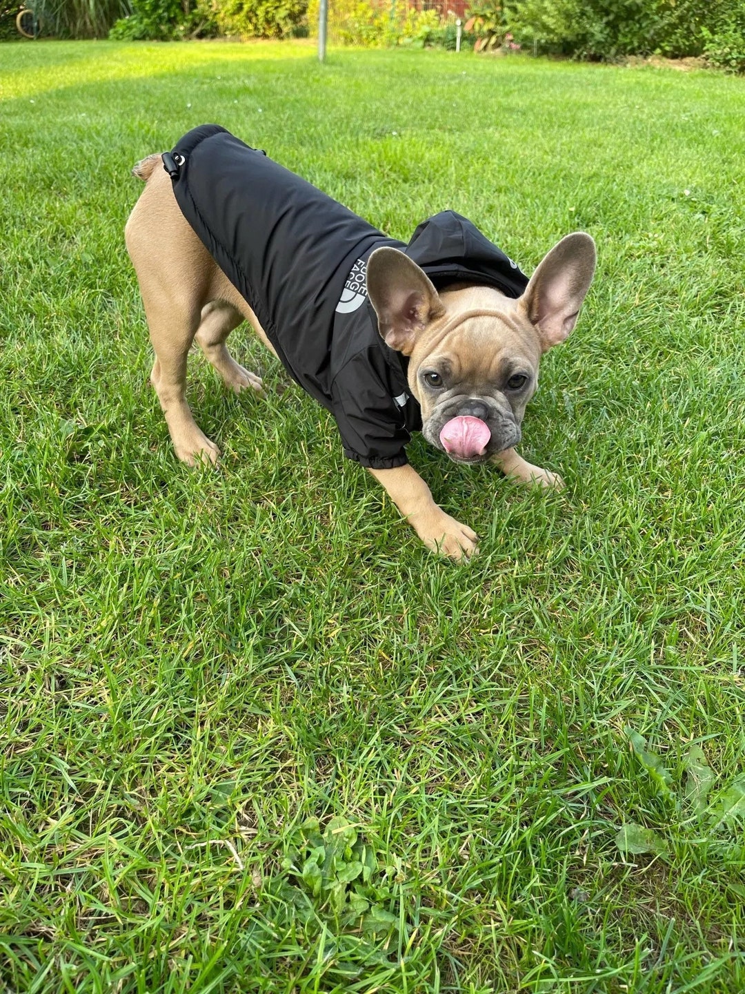 Dog Winter Jacket for Small Medium Dogs, Dog Rain Jacket, Pet Clothing