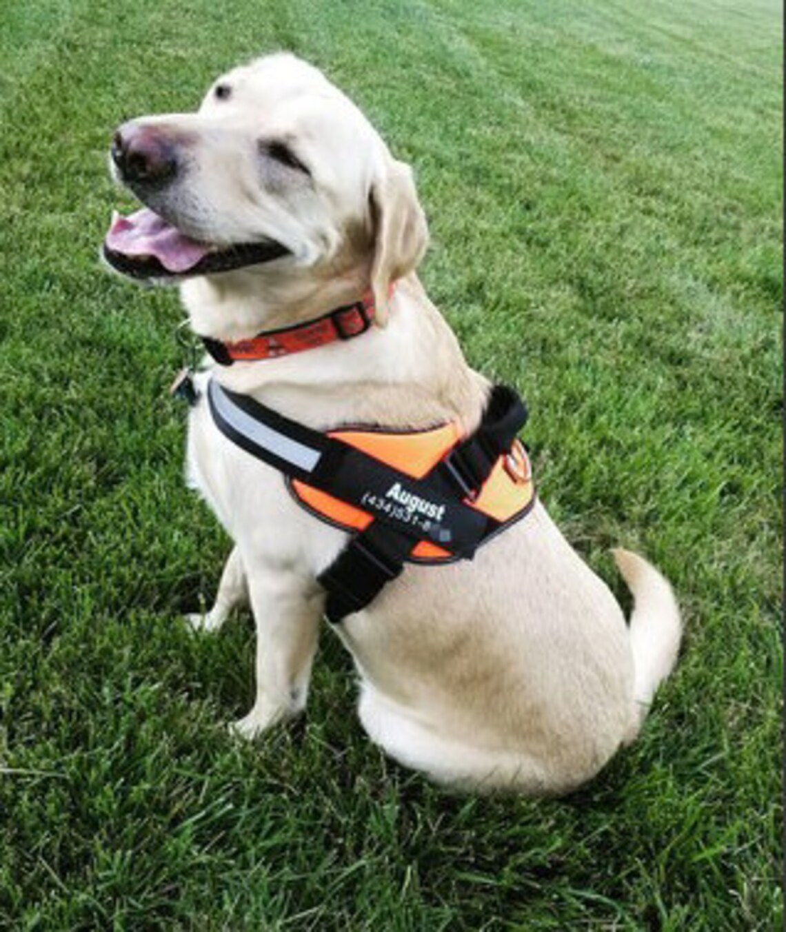 Personalized Dog Harness Custom Patch For Small Medium or Etsy