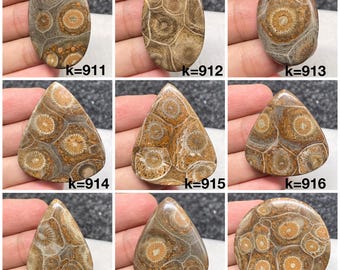 オルソセラス化石カボション、化石魚、化石アンモナイト、三葉虫化石