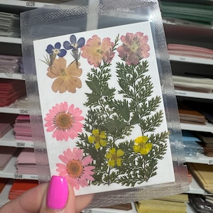 Large Pressed Dry Flowers, Dried Flat Flower Packs, Pressed Flowers For Resin Crafts - 2861