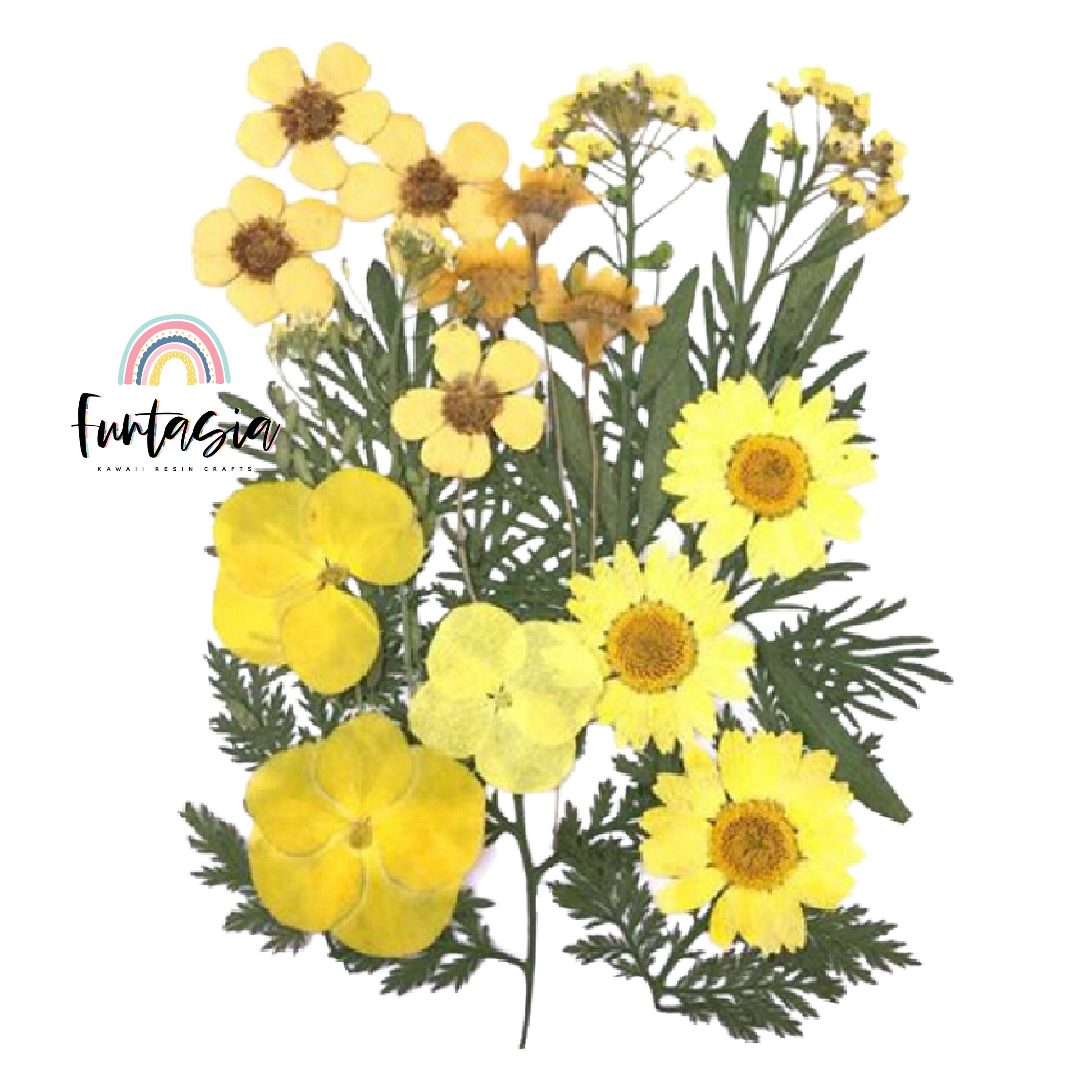 Yellow Dried Flowers for Resin Dried Flat Flower Packs Etsy