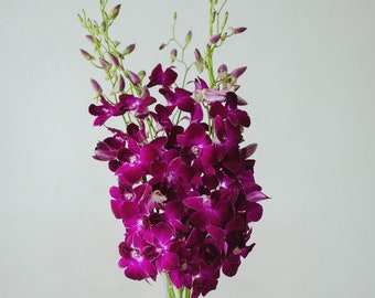 Fresh Dendrobium Orchid Bunch | Purple Sabine (10 Stems / Bunch)