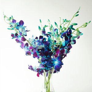 Fresh Dendrobium Orchid Bunch | Dyed Blue (10 Stems / Bunch)