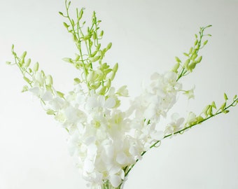 Fresh Dendrobium Orchid Bunch | Pure White (10 Stems / Bunch)