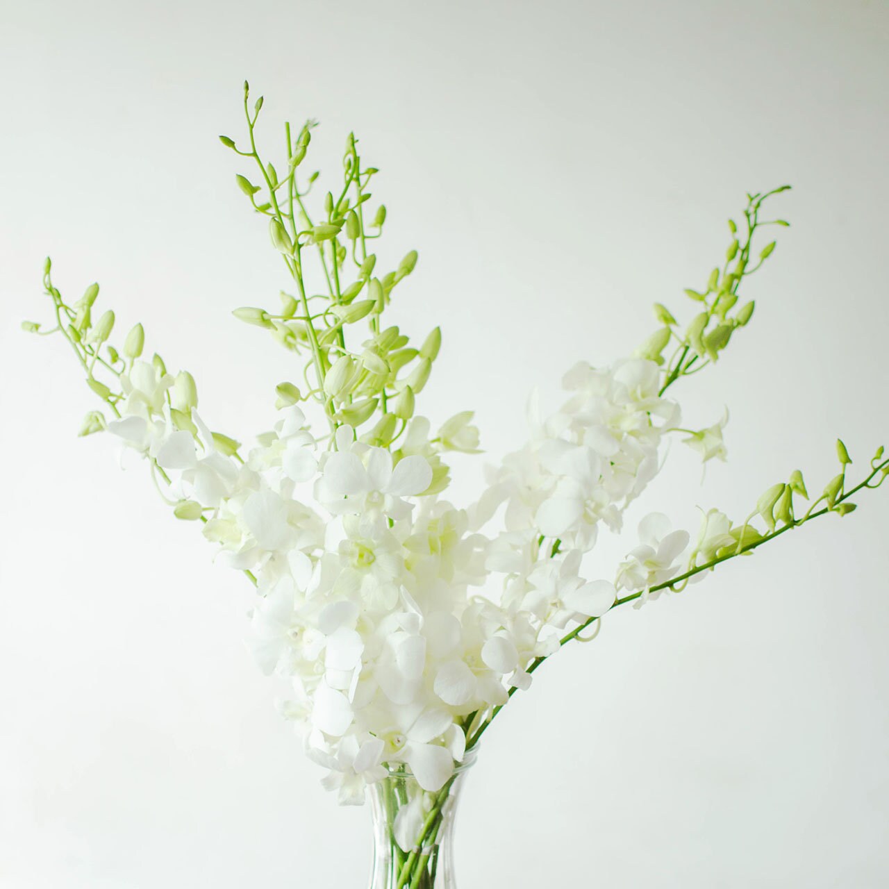 Fresh Dendrobium Orchid Bunch Pure White 10 Stems Bunch