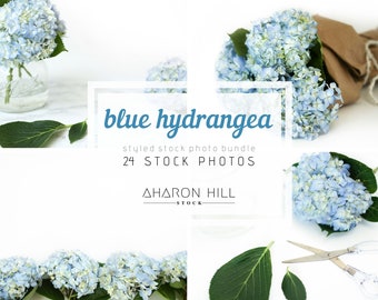 Blue Hydrangea  / 24 Styled Stock Photos / AharonHillCreative Branding Business