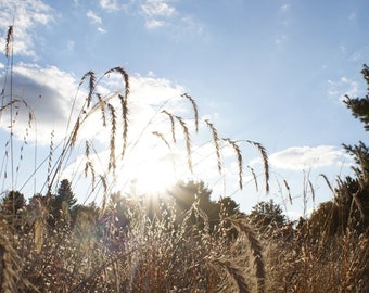 Long grass field in fall color photograph digital download