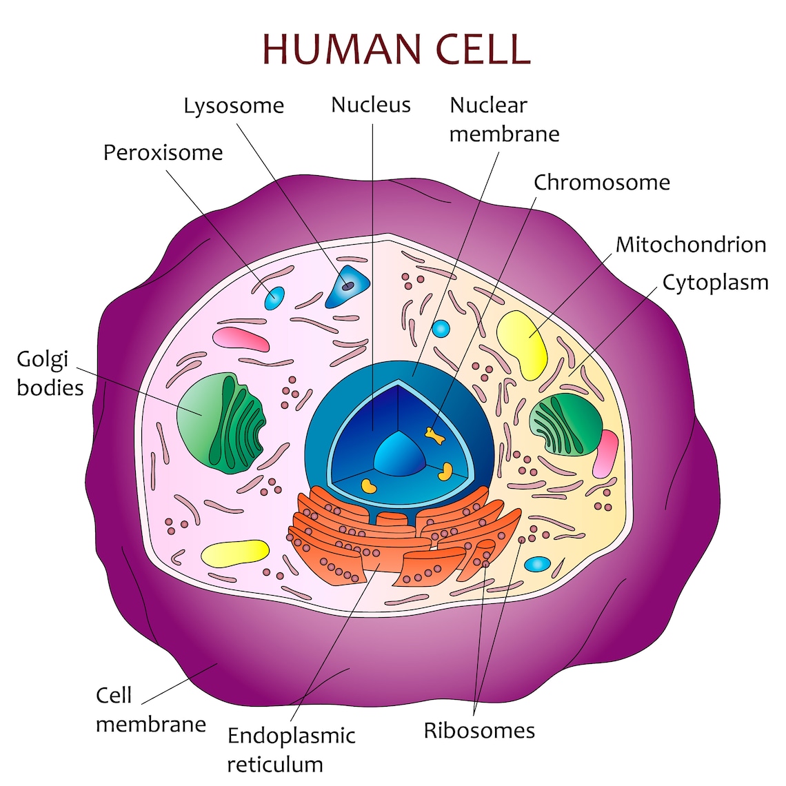 Human Cell Diagram Etsy