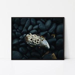 May include: A white seashell with a textured surface and multiple holes sits on a bed of dark gray smooth stones.