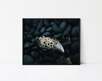 May include: A white seashell with a textured surface and multiple holes sits on a bed of dark grey smooth stones.