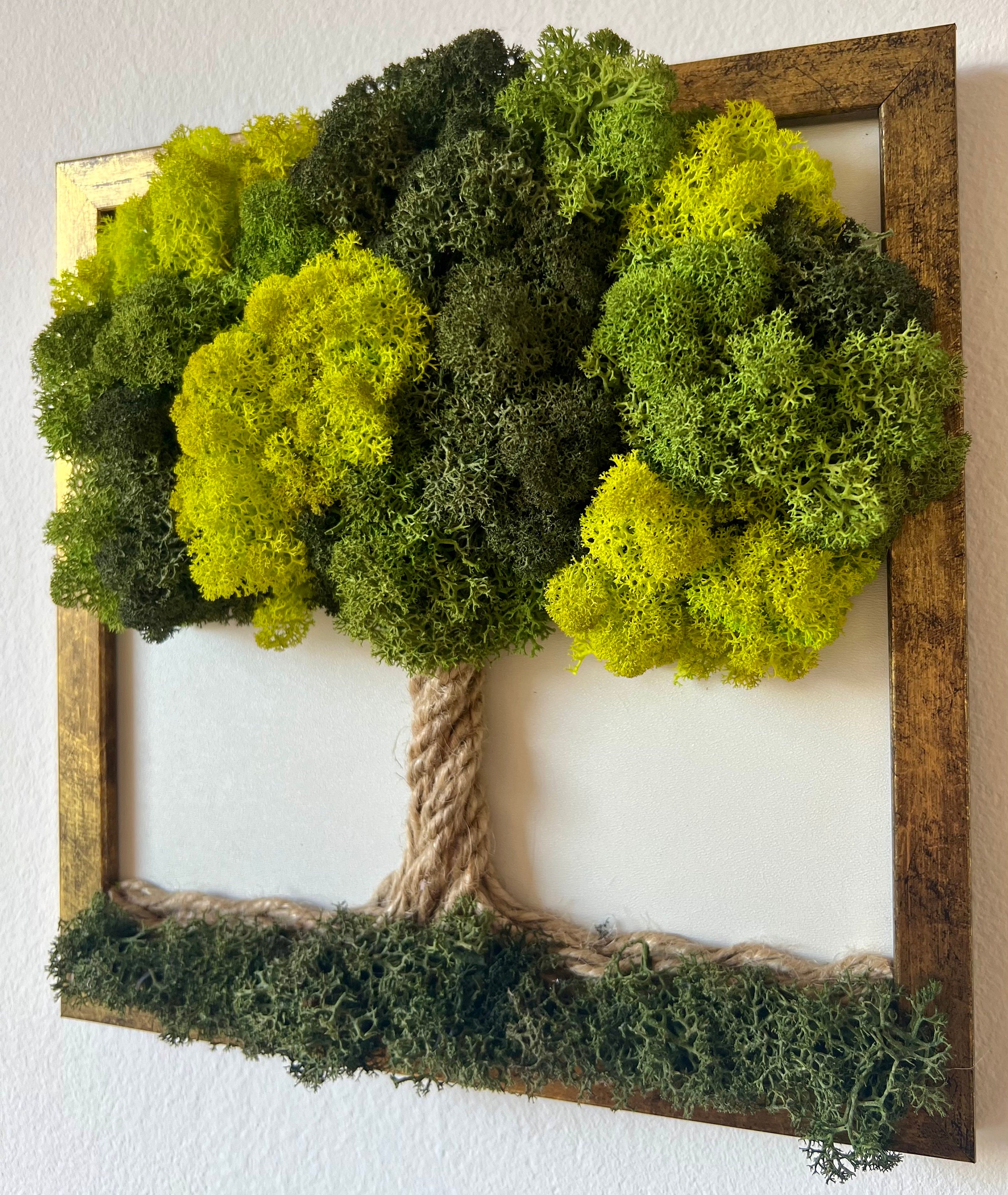Preserved Moss Wall Decor Real Preserved Moss No Maintenance Required  Naturally Preserved Moss for Home Wall Party Festivals Crafts Xmas Indoor  Office Decoration 