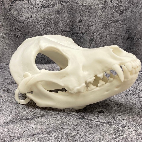 Skull dog head base (3D printed)