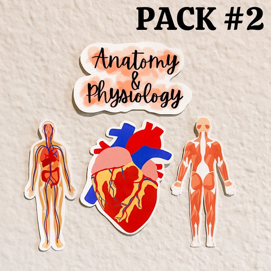 Anatomy and Physiology Sticker A&P Sticker Gross Anatomy Etsy