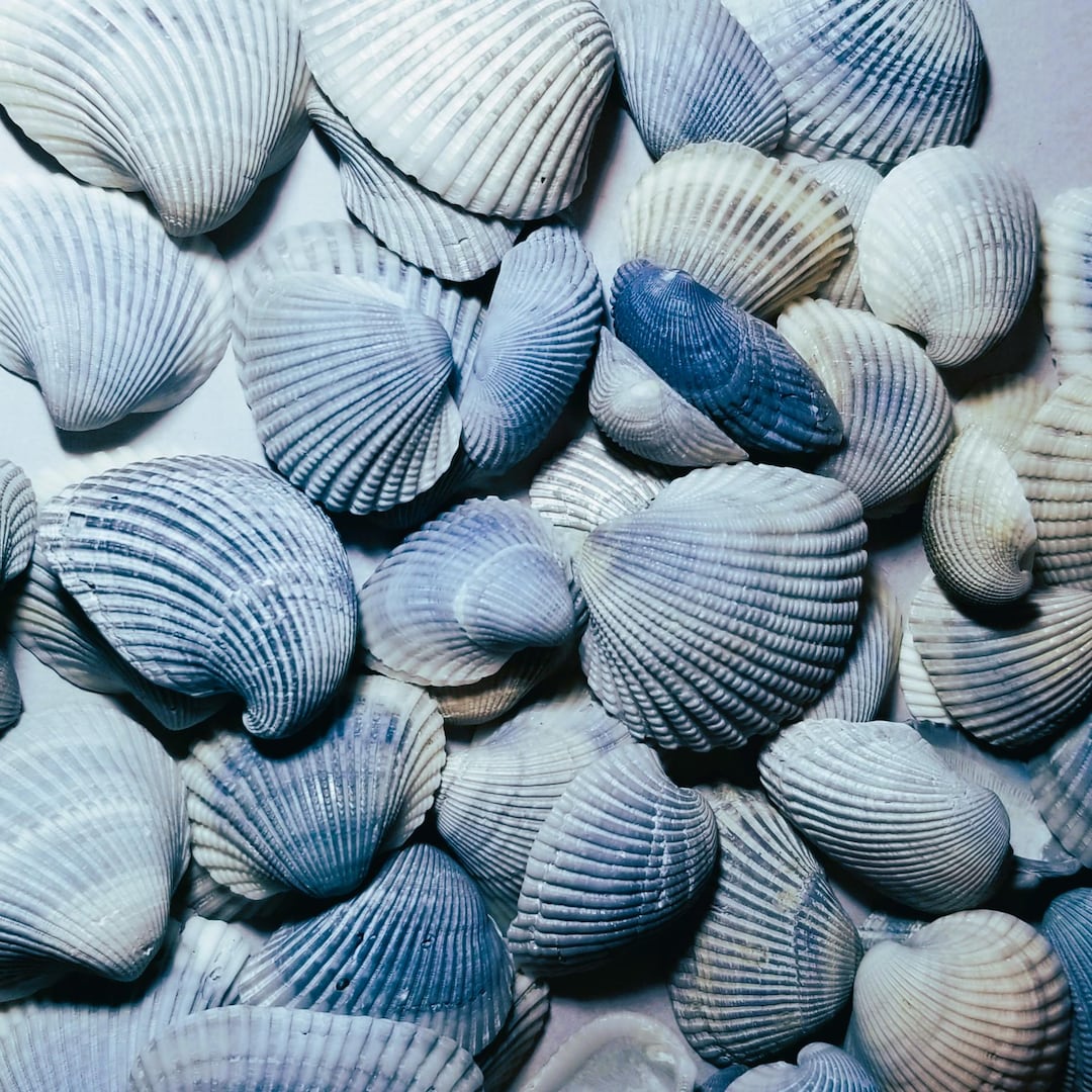 Small Calm Shell Craft Clam Shells / Smokey Grey Small Clam Shells for Crafting - Etsy