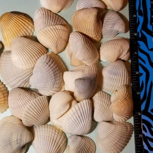 May include: A collection of various seashells in shades of cream, beige, and light brown. The shells have ribbed textures and varying sizes, with some showing hints of lavender and gray. A black and blue zebra-striped ruler is visible in the background.